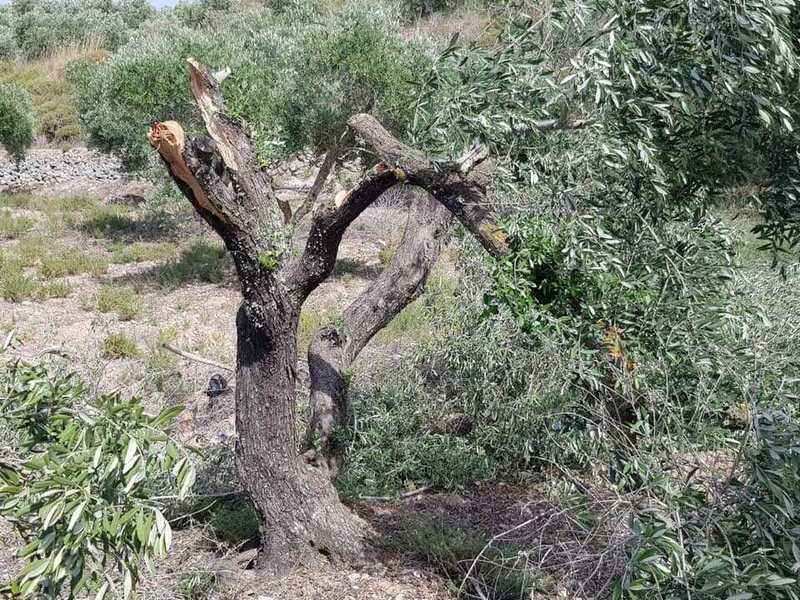 Israëlische kolonisten hakken tientallen olijfbomen om in de buurt van Nablus.